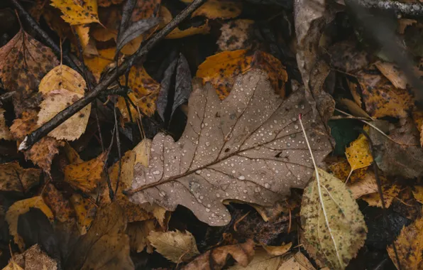 Картинка осень, листья, макро, дождь, опавшие листья