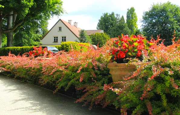 Flower, park, plants, alley