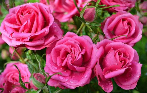 Капли, Drops, Pink roses, Розовые розы