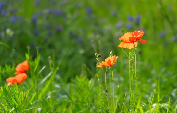 Red, poppy, meadow