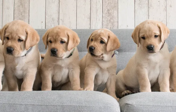 Картинка собаки, диван, щенки, Голден ретривер, Золотистый ретривер