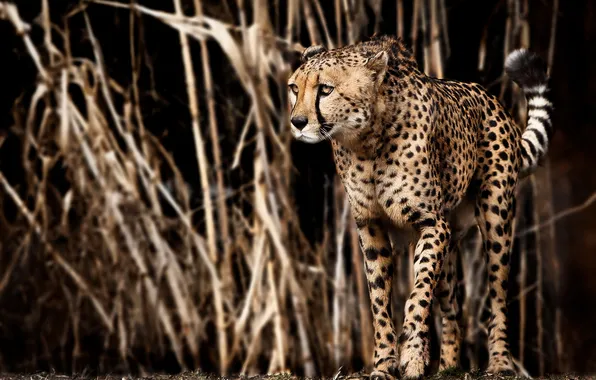 Картинка predator, Cheetah, Africa, Acinonyx jubatus, big cat