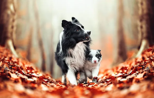 Картинка осень, собаки, листья, щенок, боке, Бордер-колли