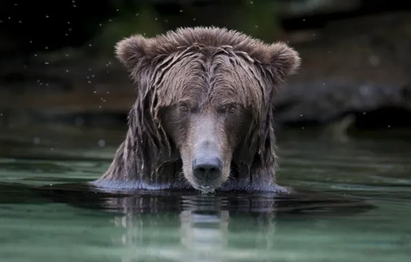 Картинка bear, animal, wildlife, brown bear