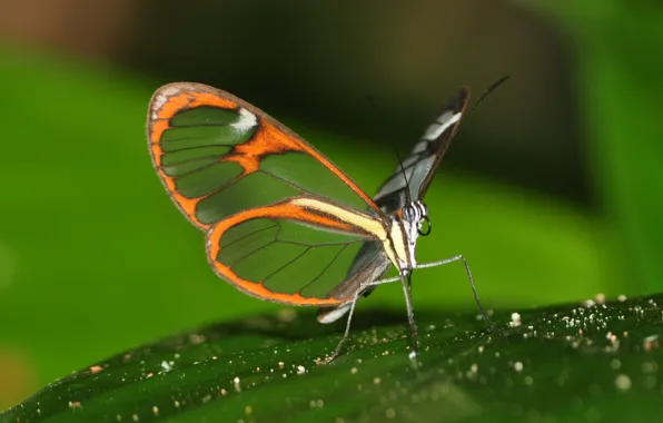 Eyes, wings, butterfly, antennae