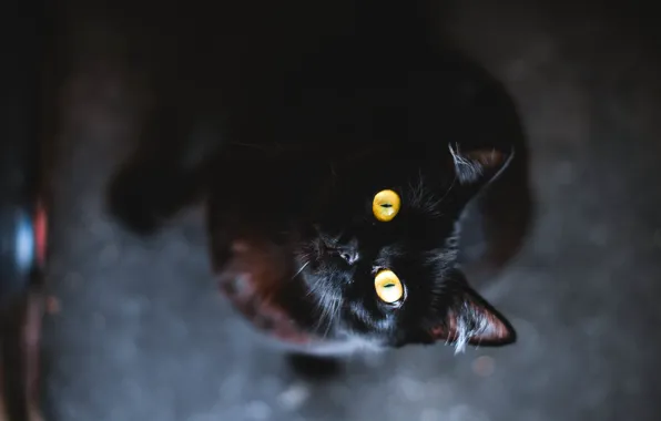 Картинка глаза, кот, животное, черный, желтые, шерсть
