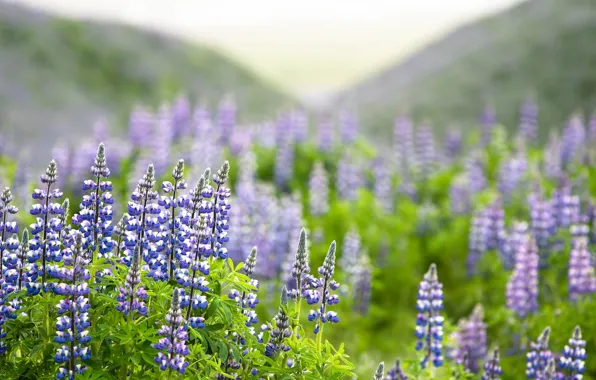 Картинка лето, природа, Lupine World