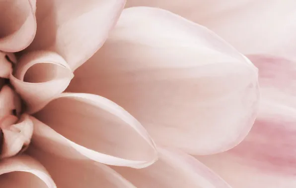 Картинка цветок, макро, розовый, нежность, лепестки