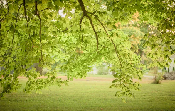 Картинка green, grass, trees, leaves, branches