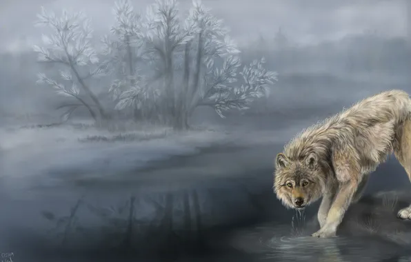 Картинка туман, волк, водопой