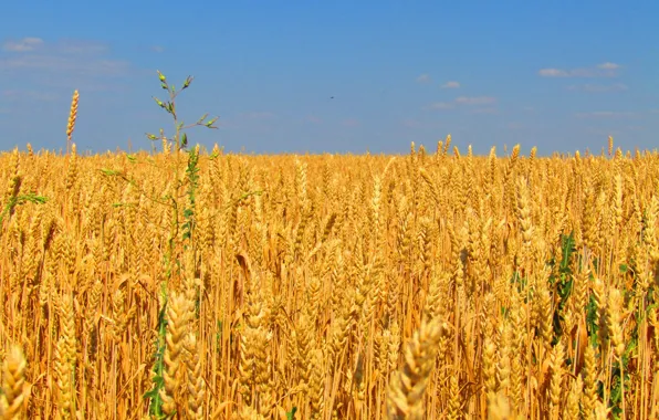 Поле, небо, облака, зерно, урожай, хлеб