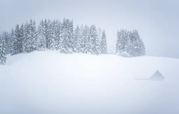 Картинка зима, снег, туман