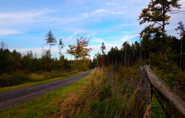 Картинка осень, деревья, дорожка, Autumn, path, fall