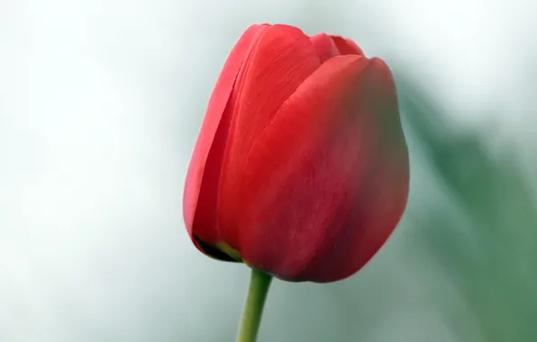 Макро, цветы, тюльпаны