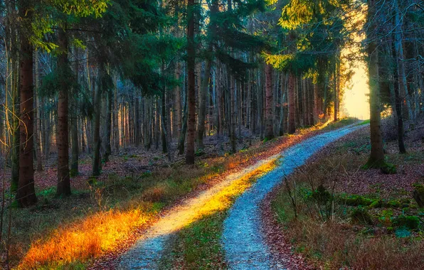 Дорога, осень, лес, свет, деревья