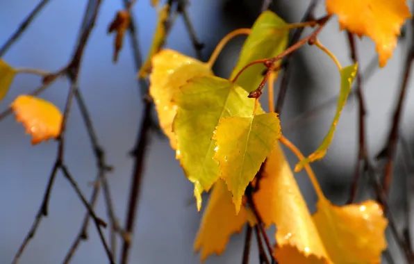 Осень, листья, природа