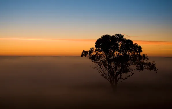 Картинка небо, закат, туман, дерево, вечер
