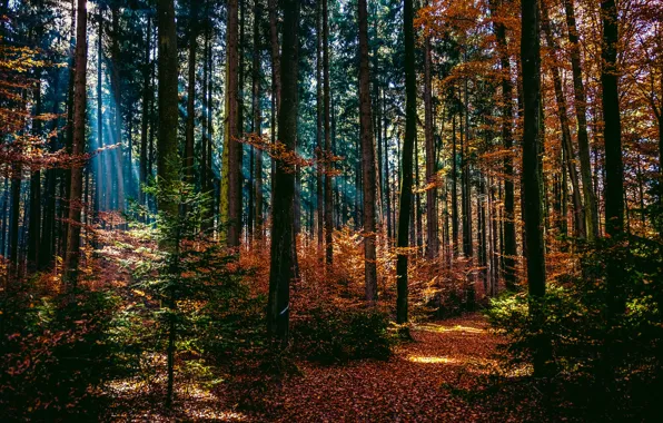 Картинка осень, лес, лучи, свет, деревья, тропинка