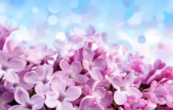 Цветы, блики, фон, голубой, красивые, лиловые, Pale red-violet flowers