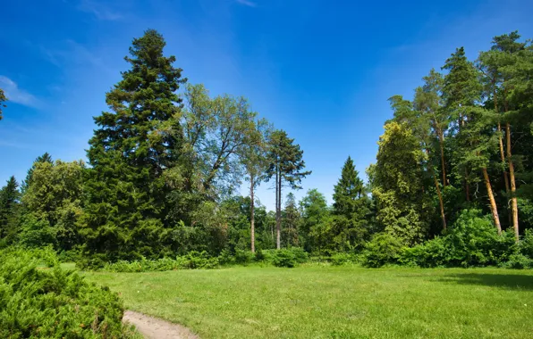 Картинка зелень, лето, небо, трава, солнце, деревья, парк, Украина