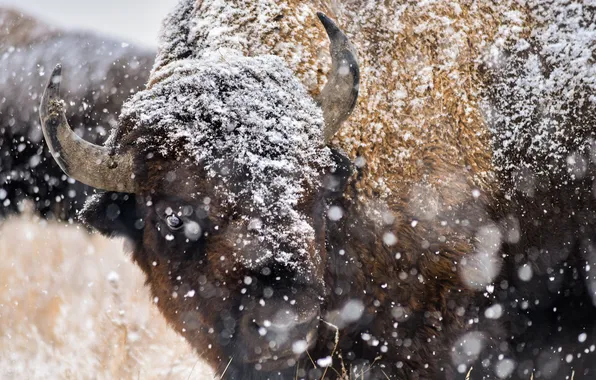 Картинка снег, природа, бизон