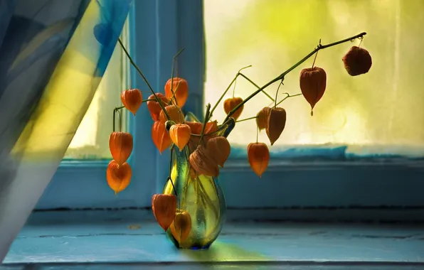 Картинка цветы, фон, окно