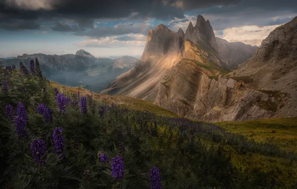 Картинка цветы, горы, радуга, Альпы