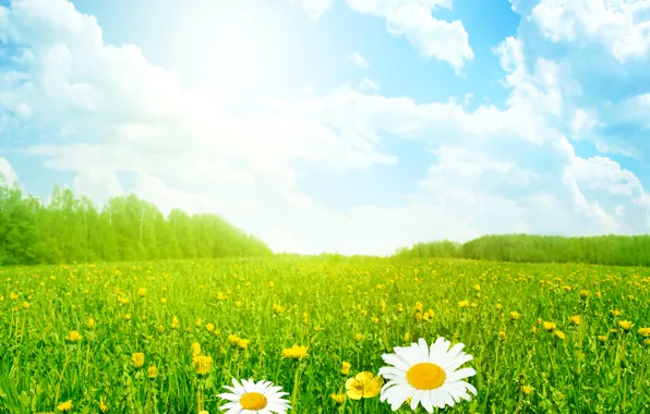 Картинка поле, лето, небо, трава, солнце, облака, цветы, ромашки