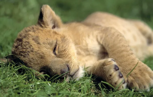 Картинка grass, predator, animal, baby, sleep, cute, pets, .lion cub