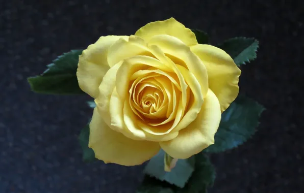Цветок, роза, жёлтая роза