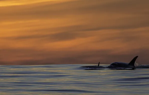 Pacific ocean, sunset, killer whales, orca