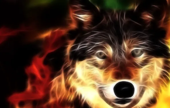 Light, lines, face, wolf