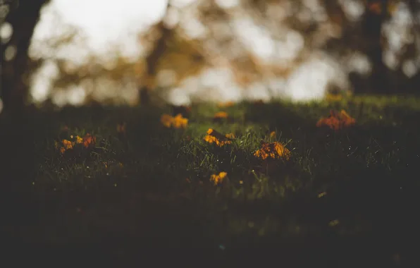 Картинка осень, трава, листья