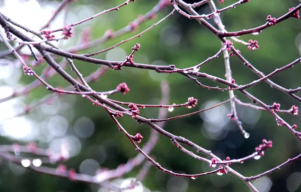 Картинка капли, ветки, rain, macro, blur, Nikon D40, drops on branches