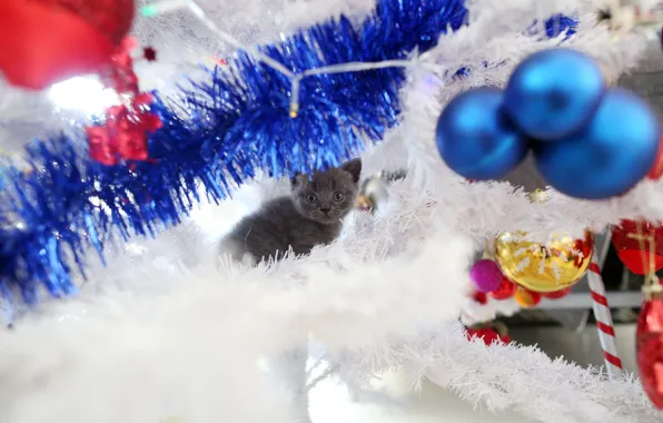 Картинка кошка, взгляд, гирлянда, малютка, праздник, серый, шарики, котёнок
