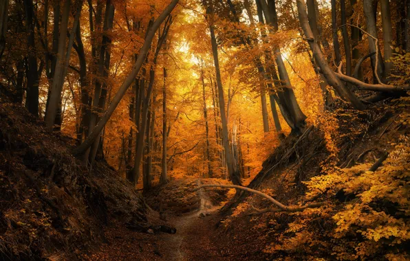Картинка осень, лес, деревья, Польша, тропинка, Łukasz Sieku