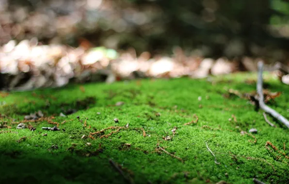 Зелень, макро, ветки, природа