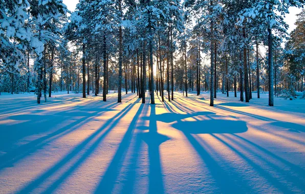 Картинка зима, лес, лучи, снег, деревья, закат
