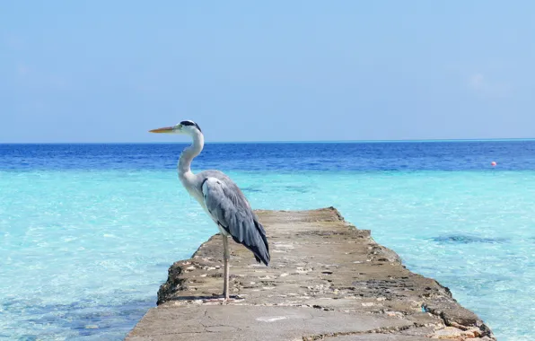 Sea, ocean, heron, scaffolding