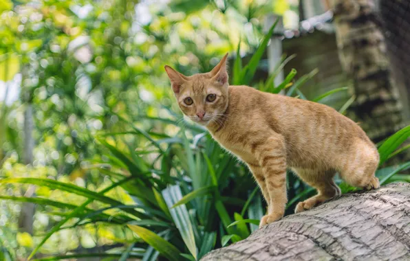 Кошка, трава, кот, взгляд, морда, листья, свет, поза