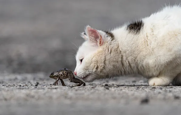 Кошка, белый, кот, морда, интерес, котенок, лягушка, профиль
