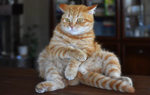Кошка, кот, взгляд, поза, стол, комната, мебель, рыжий