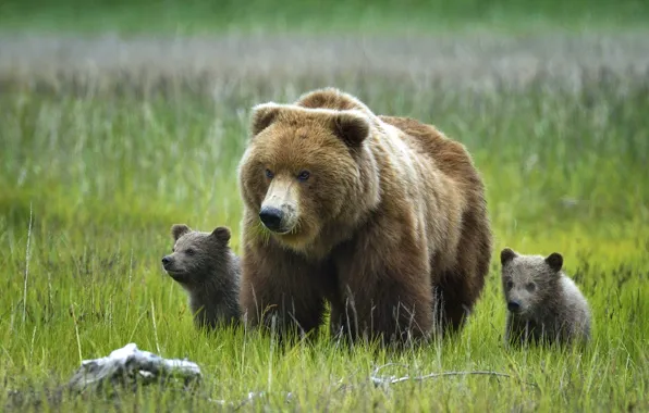 Картинка трава, природа, Аляска, Медведи, медвежата, медведица, Гризли