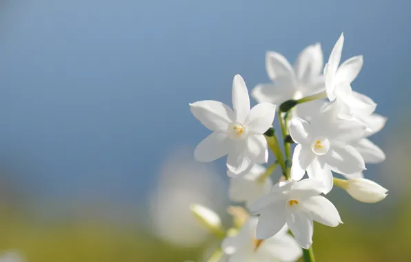 Картинка небо, весна, лепестки, нарцисс