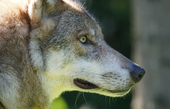 Картинка nature, snow, predator, face, animal, wolf, wildlife, portrait