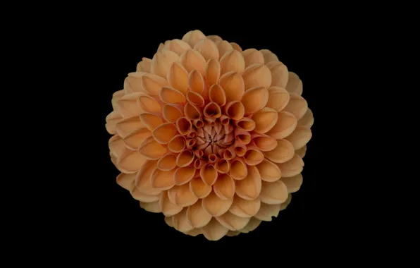 Orange, flower, hana, Dahlia, Orange Dahlia