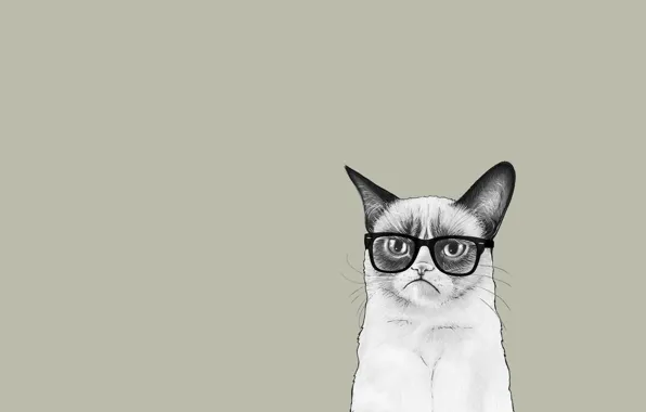 Кошка, кот, минимализм, очки, Соус Тардар, Grumpy Cat, Tardar Sauce, Сердитый Котик