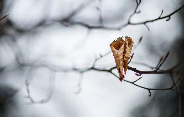 Листья, ветки, природа
