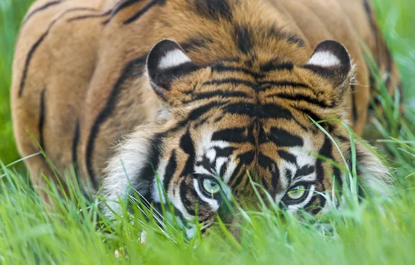 Картинка кошка, трава, взгляд, тигр, ©Tambako The Jaguar, суматранский