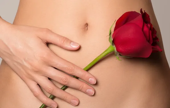 Red, rose, flower, woman, belly, stomach, pregnancy